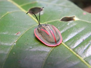 Cyclosoma palliata (Coleoptera-Chrysomelidae)  